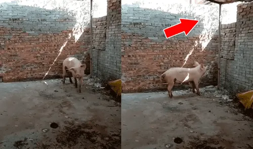 Facebook viral: cerdito intuye que lo matarán para Navidad y decide huir de casa frente a su dueño [VIDEO] 