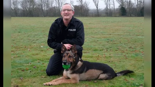 Ley Finn: Maltrato a perros y caballos de servicio policial será sancionado