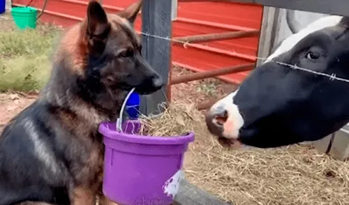 YouTube viral: perro conmueve a todos al ser captado alimentando a una vaca [VIDEO]