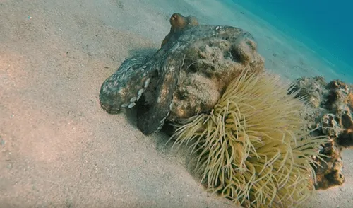 YouTube viral: Buzo queda aterrado al descubrir una misteriosa criatura marina que parece una roca [VIDEO]