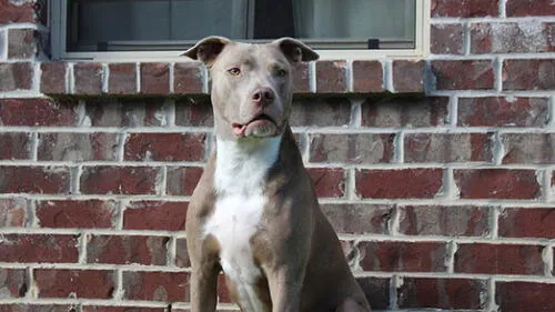 Rusia: pitbull destruye su bozal para salvar a niña del ataque de un pederasta