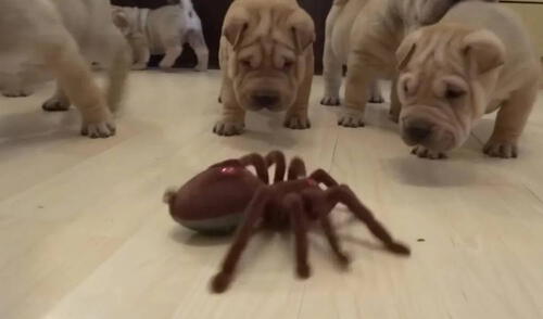 Los cachorros reaccionaron de distintas maneras. Foto: YouTube/Captura/Rumble Viral