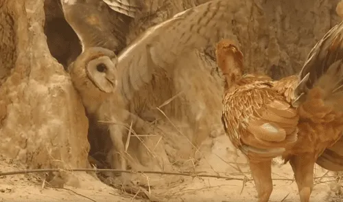 YouTube viral: una furiosa gallina defendió a sus pollitos del ataque de un búho [VIDEO] 