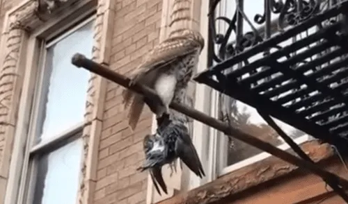 YouTube: Halcón caza a una paloma y la exhibe como si fuera un trofeo