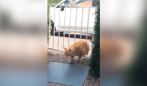 Facebook viral: gato termina atorado en las rejas al intentar entrar a su casa a escondidas [VIDEO]