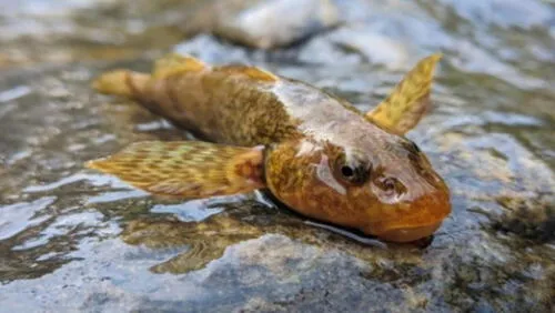 Su nombre popular, “asprete”, hace referencia a su textura áspera (“aspra” en rumano”). Foro: Captura / EFE Asprete, el pez que vive desde la era de los dinosaurios está en peligro de extinción