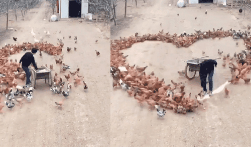 Facebook viral: romántico granjero usa cientos de gallinas para declararle su amor a una mujer [VIDEO]