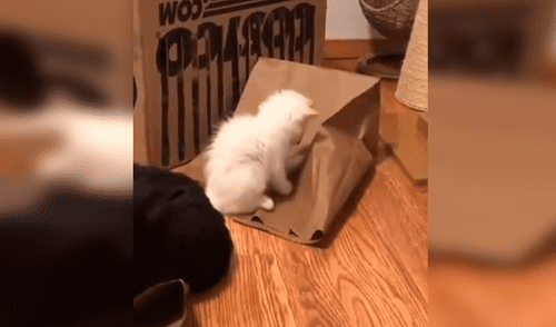 Facebook viral: pequeños gatos juegan a las ‘escondidas’ y protagonizan divertida escena [VIDEO]
