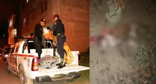 Puno: Dos perros pitbull atacaron a anciana hasta causarle la muerte 