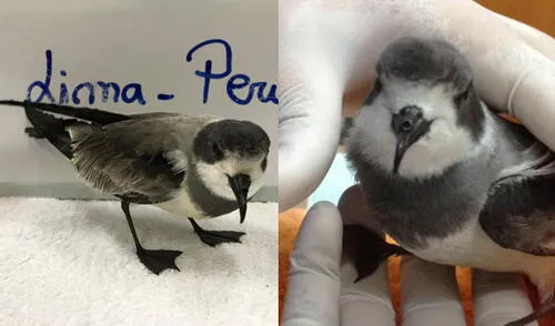 Golondrina de la Tempestad: el ave marina que se perdió en la ciudad y corre peligro