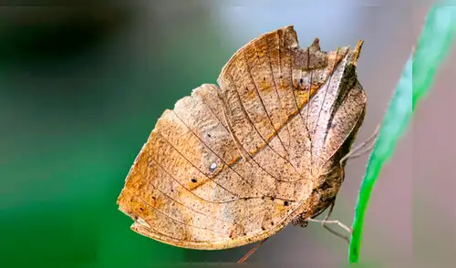 Vía Facebook: intentó levantar una hoja seca, pero era una misteriosa criatura [VIDEO]