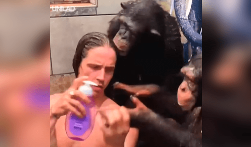 Facebook viral: monos bañan a hombre en la ducha y miles enternecen al verlos [VIDEO] 