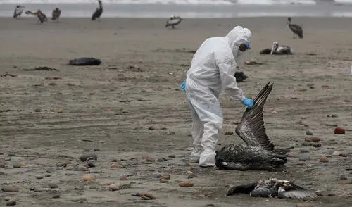 brigadas. Personal de Senasa recorre las playas para retirar llos cuerpos de las aves fallecidas y así evitar la propagación del virus.