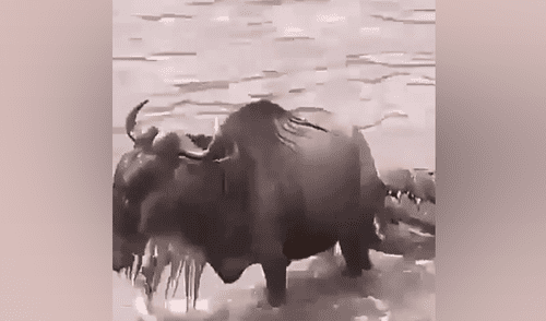 YouTube viral: Hambriento cocodrilo mordisquea a ñu por la cola, lo suelta y deja lesionado [VIDEO] 