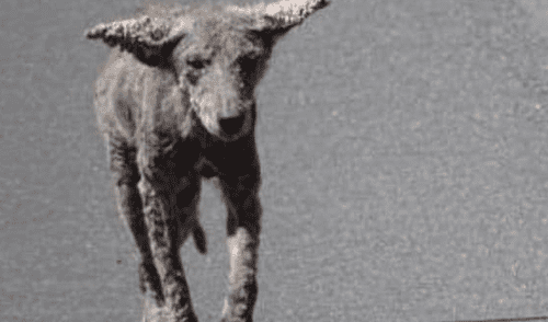 La verdad sobre los  “perros zombie” que aparecieron en las calles de Chicago