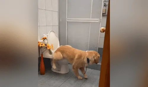 Facebook viral: perro ‘aprende’ a ocuparse en el baño y su dueño graba divertida escena