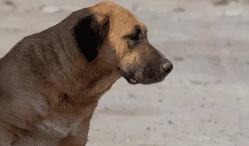 Venezuela: Difunden video de hombre que descuartiza a perro para comérselo 