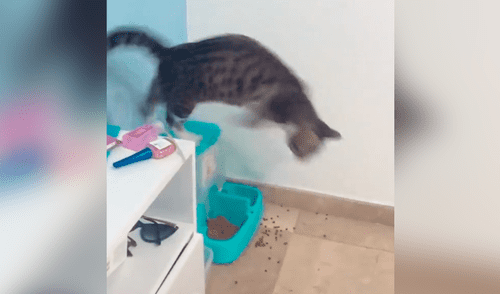 Joven coloca un pepino cerca a sus gatos mientras comen y estos tienen insólita reacción