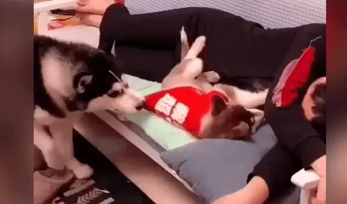 Facebook viral: perro encuentra a su dueño junto a otra mascota y hace esto por celos [VIDEO]