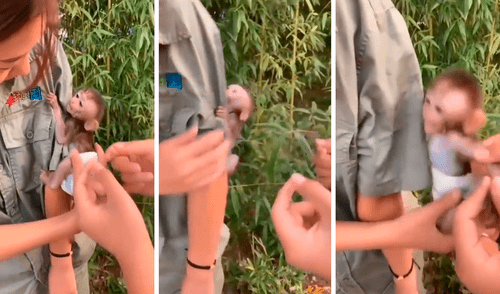Mono bebé se aferra a su cuidadora para evitar que los separen