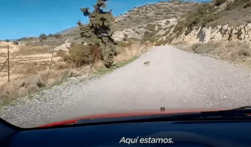 YouTube viral: Hombre ve a un perro desamparado en medio de la carretera y se detiene a rescatarlo [VIDEO]
