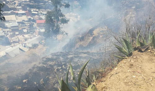 Pasco: en una semana, ocho incendios forestales afectan 29 hectáreas Pasco: en una semana, ocho incendios forestales afectan 29 hectáreas