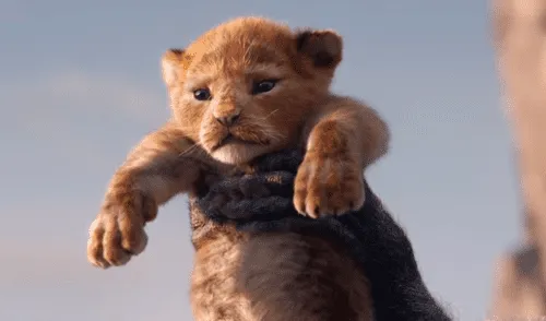  Facebook viral: La curiosa recreación del tráiler de "El Rey León" con un tierno gatito [FOTO]