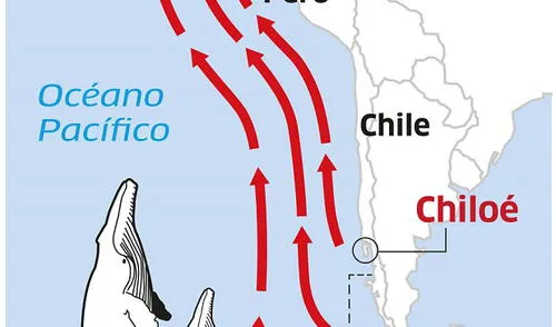 Ruta de las ballenas jorobadas