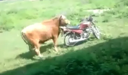 Facebook: Toro confunde moto con una vaca y hace lo menos pensado [VIDEO]