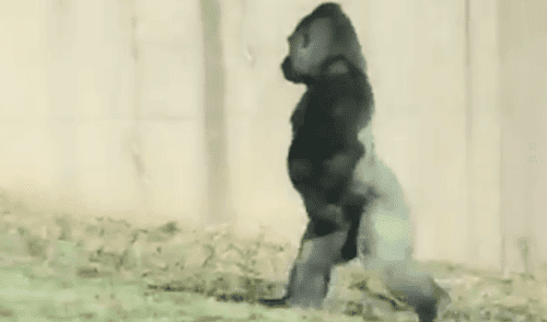 YouTube: Gorila 'prefiere' caminar en dos patas por increíble razón
