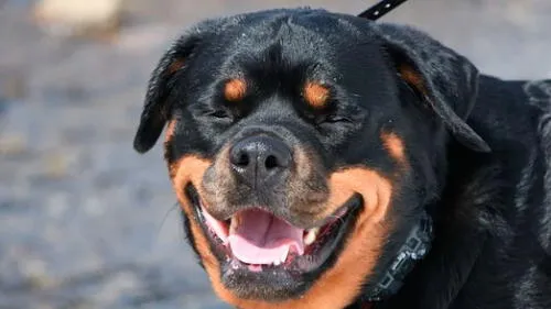 Hace cinco meses los perros atacaron al ahijado de la víctima. (Foto: Pixabay)