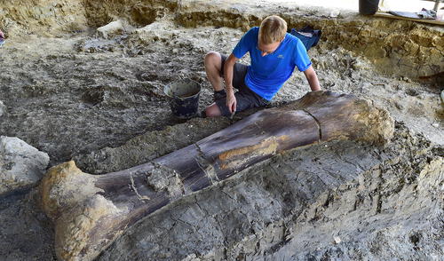 Maxime Lasseron, researching his doctorate at the National Museum of Natural History of Paris, inspects the femur of a Sauropod on July 24, 2019, after it was discovered earlier in the week during excavations at the palaeontological site of Angeac-Charente, near Ch�teauneuf-sur- Charente, south western France. - The 140 million-years-old, two meters long, 500 kilogramme femur of the Jurassic period Sauropod, the largest herbivorous dinosaur known to date, was discovered nestled in a thick layer of clay by a team of volunteer excavators from the National Museum of Natural History working at the palaeontological site. Other bones from the animal's pelvis were also unearthed. (Photo by GEORGES GOBET / AFP)