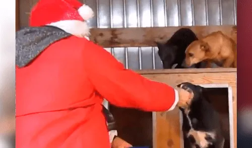 Facebook: Perros de albergue son sorprendidos por hombre disfrazado de Papá Noel