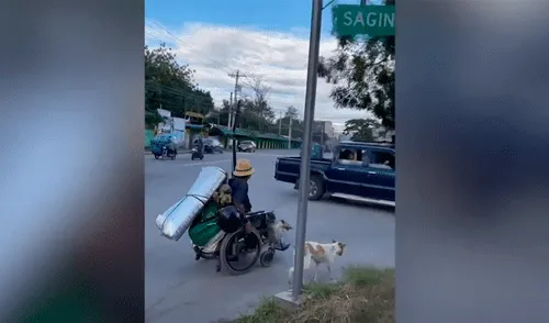 TikTok viral: Captan a perros ayudando a trasladar a su dueño en silla de ruedas por una transitada avenida [VIDEO]