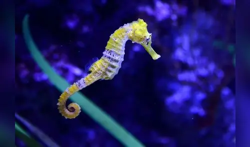 Se reduce la cantidad de caballitos de mar en el Mediterráneo