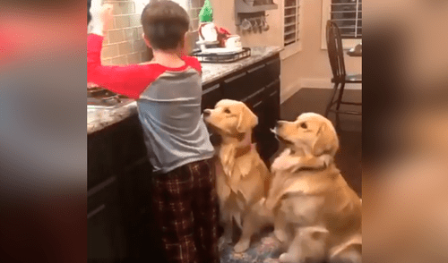 Facebook viral: mujer encarga a su hijo ‘vigilar’ a sus perros y al regresar los descubre en una tierna escena [VIDEO]