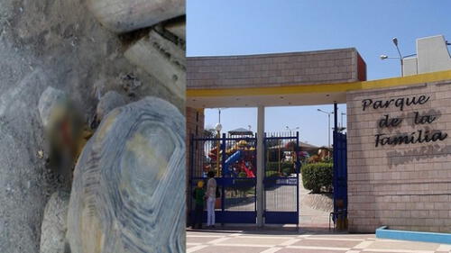 Rescatan a tortuga herida que vivía en parque recreacional de Tacna [FOTOS]