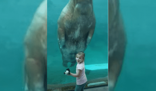 Facebook viral: Niña se acerca a un acuario para ver las especies marinas y morsa la recibe con tierno acto [VIDEO]
