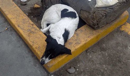 Facebook: perro callejero pide ir al veterinario con un triste cartel [FOTOS]