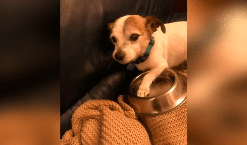 Facebook viral: perro que fue rescatado duerme junto a su plato de comida y no quiere que se lo quiten [FOTOS]
