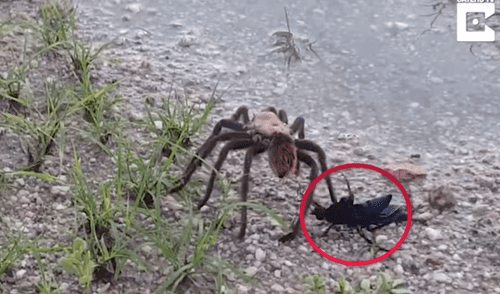 YouTube: pelea a muerte entre avispa y una tarántula tuvo un inesperado ganador [VIDEO]  