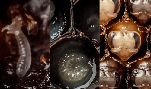 YouTube viral: graban preciso momento en que cientos de abejas llegan al mundo [VIDEO]