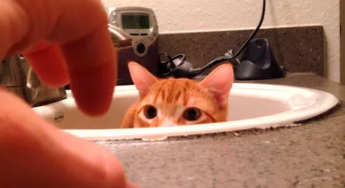 YouTube: asombro por pequeño gato que se asusta, por una mano [VIDEO]