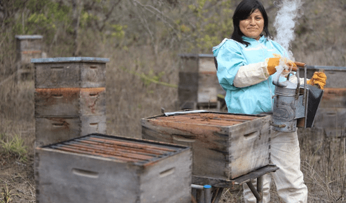 Ysabel Calderón trabaja por la conservación de cuatro especies de abejas.