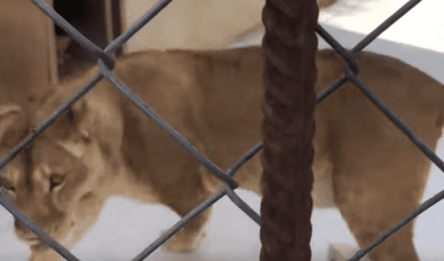 YouTube viral: Mujer se acerca a recinto de feroz leona y esta la ataca por cuidar a sus bebés [VIDEO]