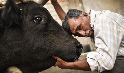 Arequipa, devoción por los toros peleadores