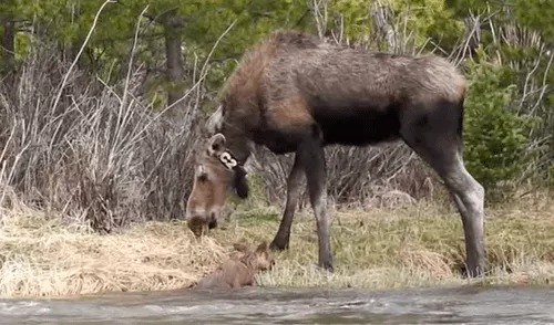 Alce bebé intenta cruzar río, pero su pata se atasca y su madre le da una lección [VIDEO] 