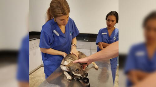 Graban condiciones de maltrato a perros en matadero de Camboya [VIDEO y FOTOS]