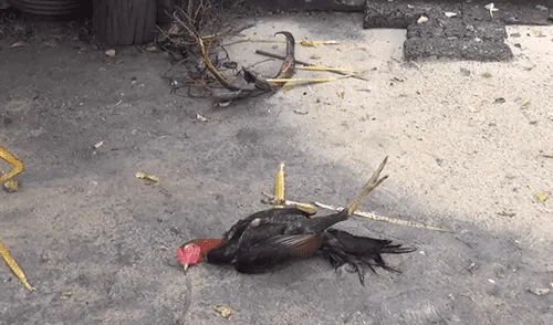 YouTube Viral: Hombre muestra truco para "hipnotizar" a un gallo [VIDEO]