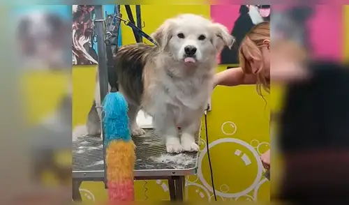 Facebook viral: joven engaña a su perro para llevarlo al veterinario y este tiene furiosa reacción [VIDEO]